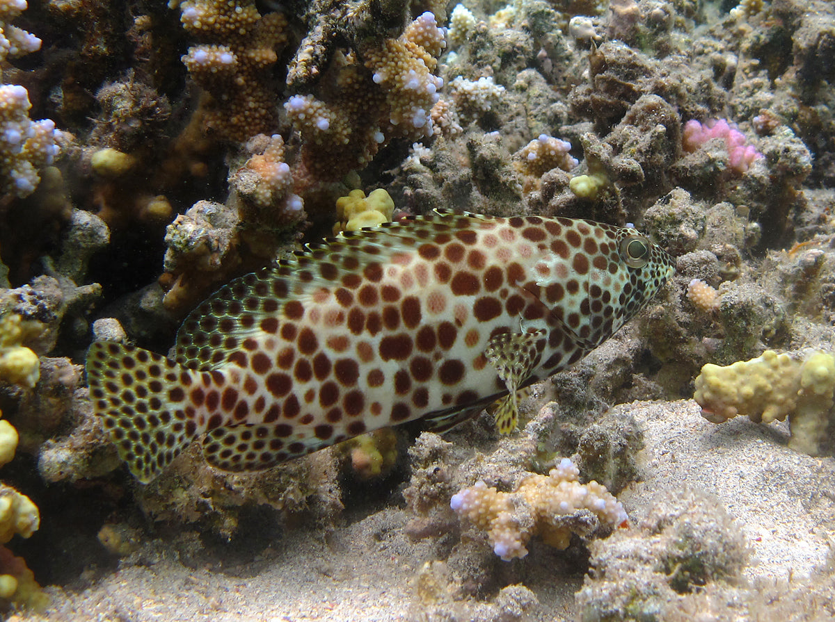 Multi Color Spotted Grouper/ Honeycomb Grouper Size: XXL 6" to 7"