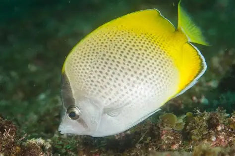 Guenther's Butterflyfish Size: L 3" to 4"