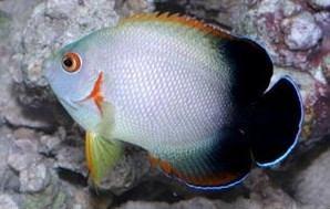 Half Black Vroliki Angelfish - Violet Aquarium