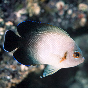 Half Black Vroliki Angelfish - Violet Aquarium