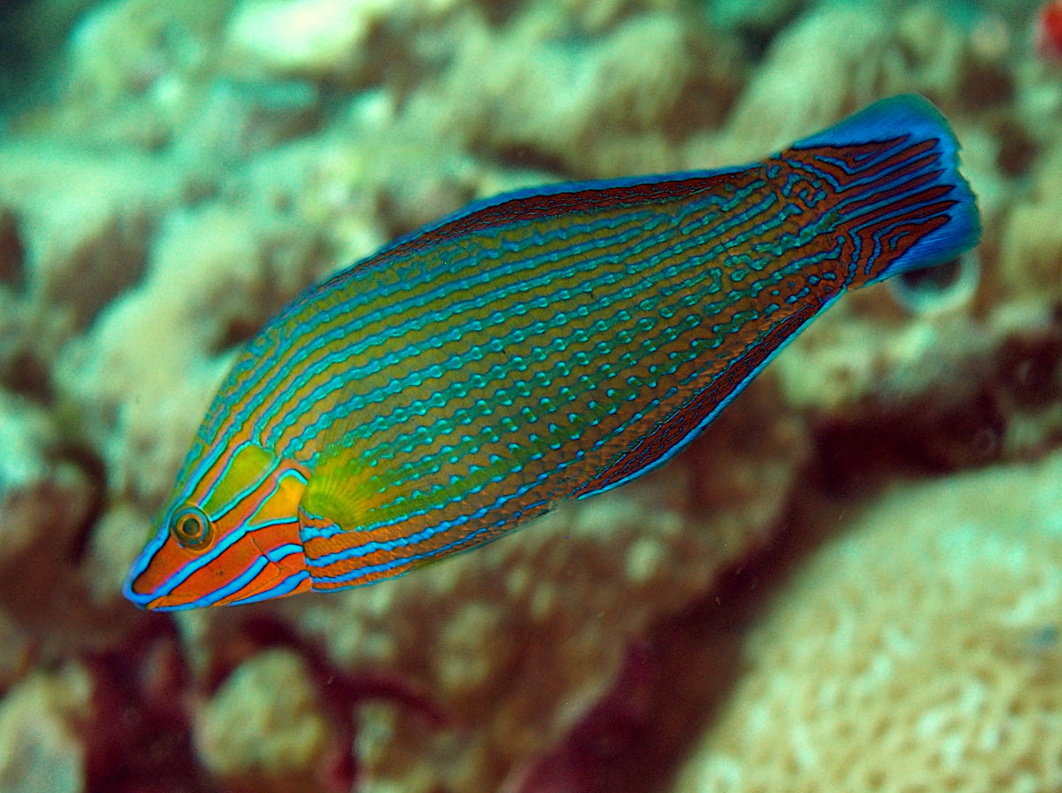 Rare Solomon Islands Richmonds Wrasse Size: XL 5" to 6"