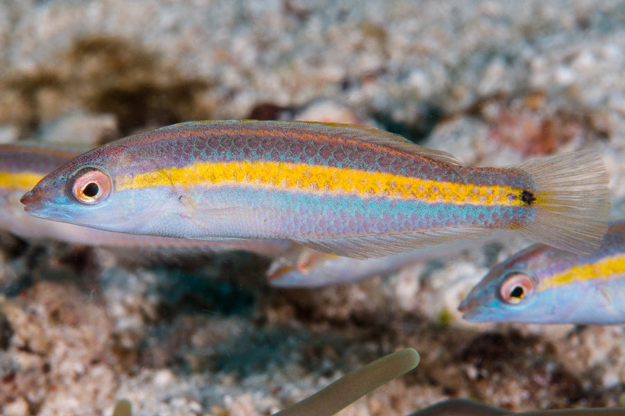 Hartzfeld's Wrasse Size: L 3" to 4"