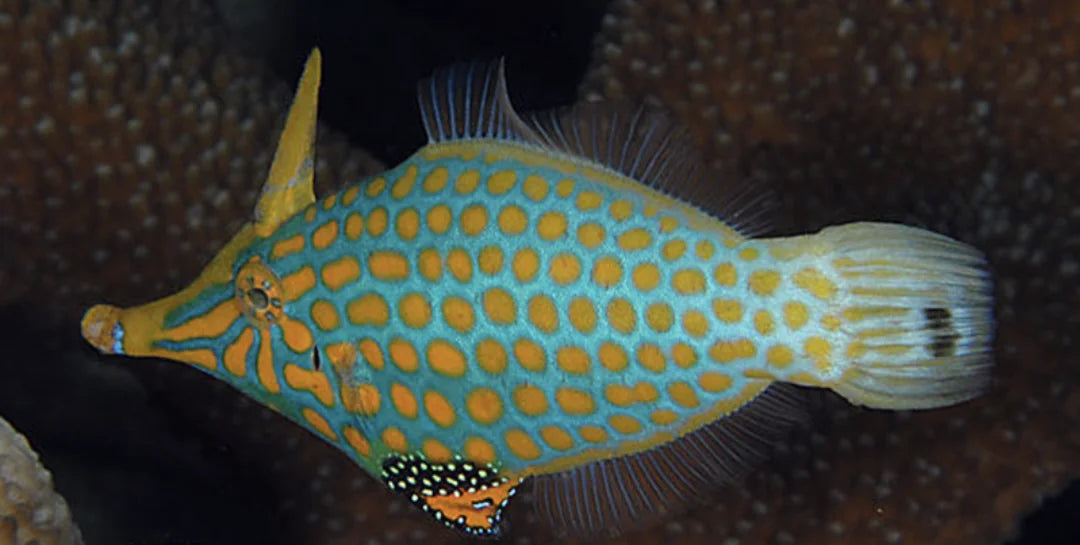 Orange Spotted Filefish - Violet Aquarium 