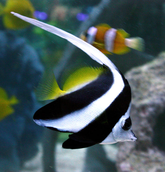 Heniochus Butterflyfish Size: S 1.5" to 2.5"