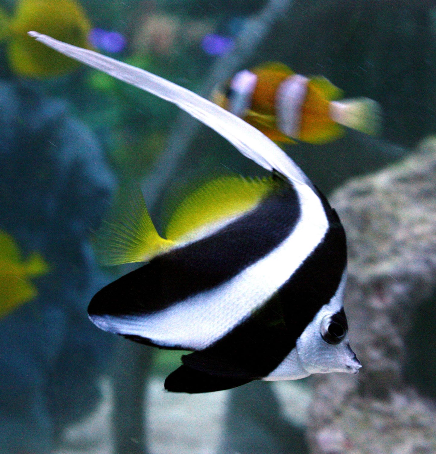 Heniochus Butterflyfish Size: XL 4.5" to 6"