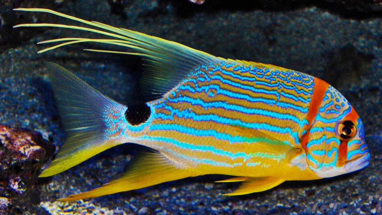 Threadfin Snapper - Violet Sea Fish and Coral