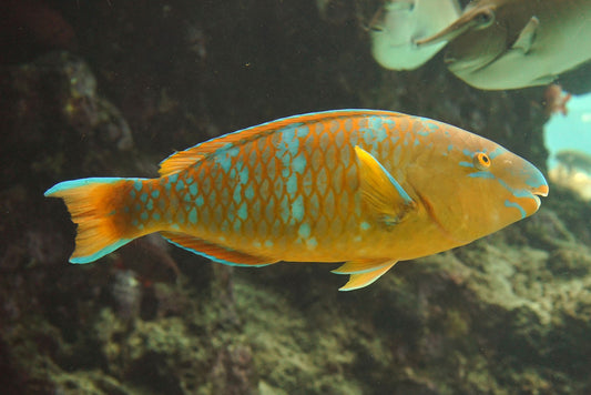 Bluebarred Parrotfish Size: ML 2.5" to 4 "
