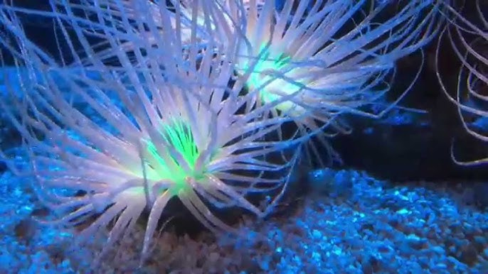 Pearl White to Yellow Tube Anemone Size: XL 6" to 8" Approx
