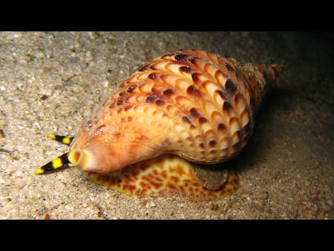 Trumpet Snail