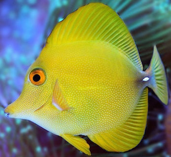 Rare Hybrid Yellow Mimic Scopas Tang Size: L 3" to 4.5"