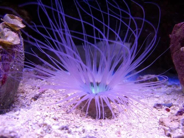 Amethyst Purple Tube Anemone Size: XXL/SHOW 8" and Above