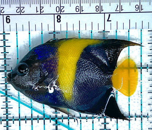 Asfur Angelfish AA050601 WYSIWYG Size: S 2.75" approx