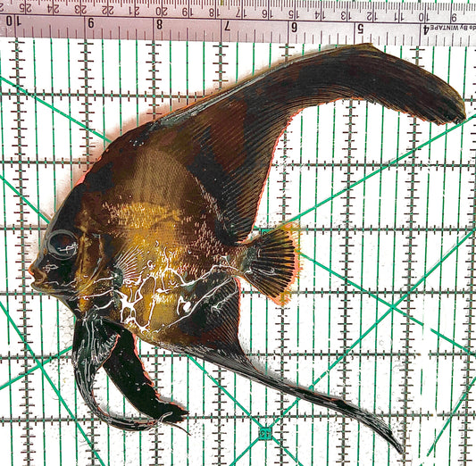 Pinnate Batfish PB042901 WYSIWYG Size: XL 6.75" approx