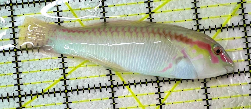 Zigzag Wrasse Size: L 4" to 5"