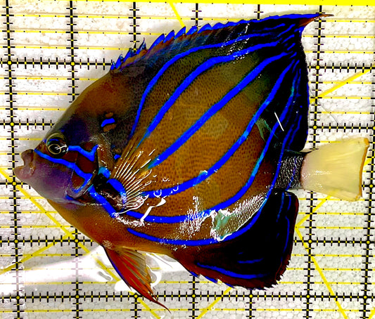 Blue Ring Angelfish Adult BRAA031603 WYSIWYG Size: XL 6"