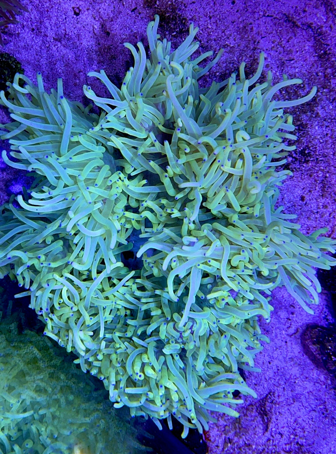 Long Tentacle Anemone Size ML: 5" to 7 "