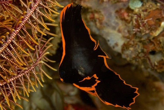 Pinnate Batfish Size: XL 5" to 6"