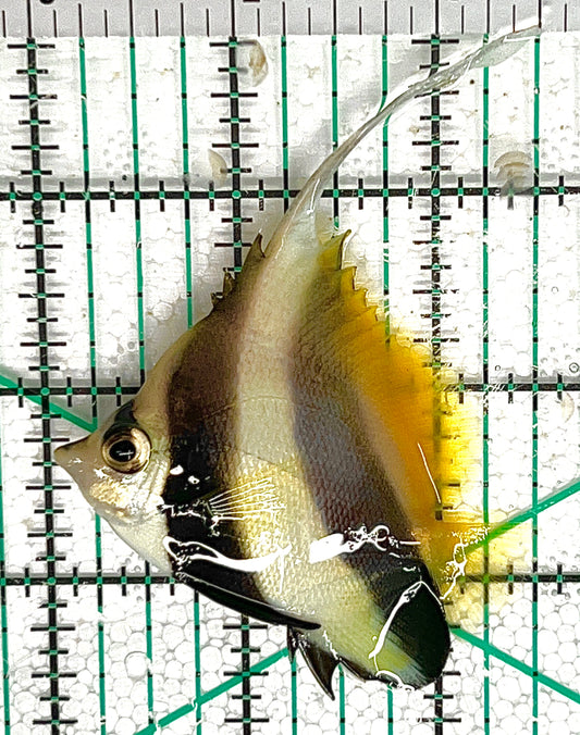 Heniochus Butterflyfish HB050601 WYSIWYG Size: M 2.5" approx