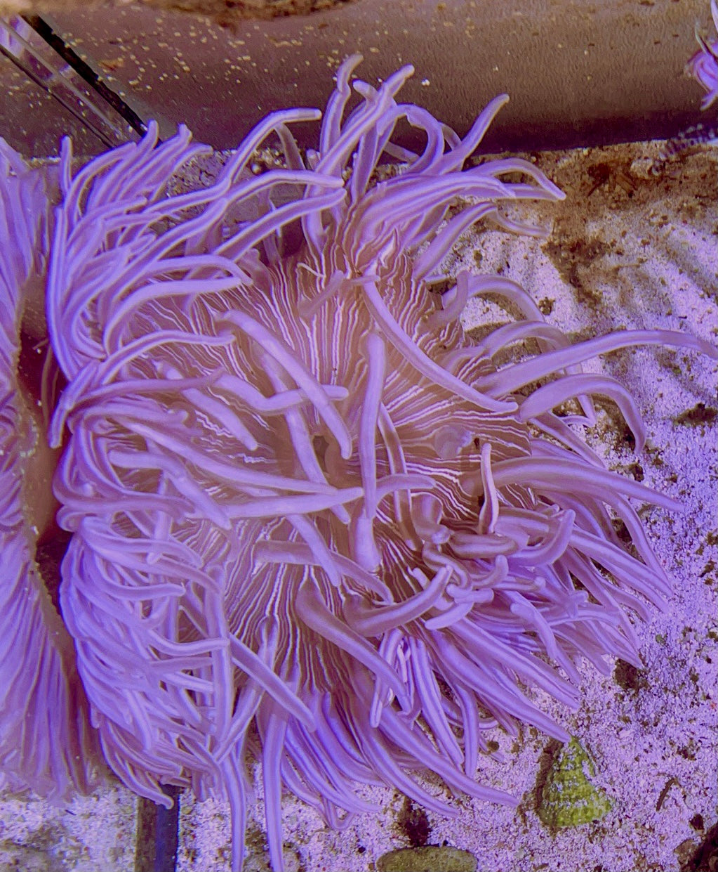 Long Tentacle Anemone Size ML: 5" to 7 "