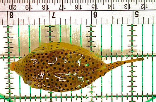 Yellow Polka Dot Boxfish YPDB051204 WYSIWYG Size: L 3.25" approx