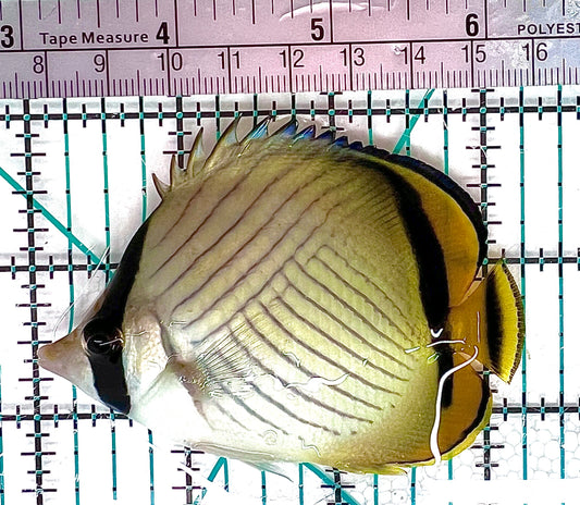 Vagabond Butterflyfish VB050601 WYSIWYG Size: ML 3.25" approx