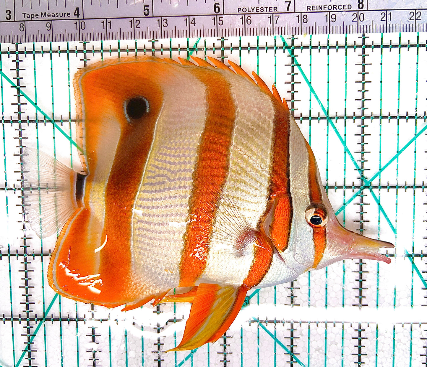 Copperband Butterflyfish CB050603 WYSIWYG Size: XL 5.5" approx