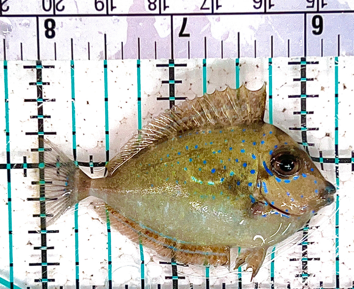 Vlamingi Unicorn Tang VUT080601 WYSIWYG Size: S 2.25" approx