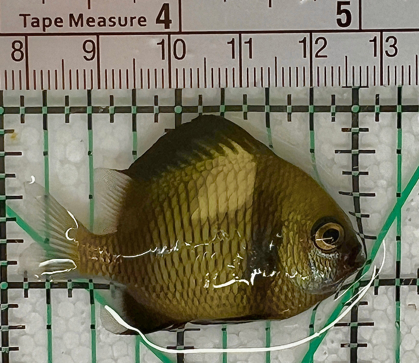 Two Stripe Damselfish TSD050602 WYSIWYG Size: S 1.25" approx