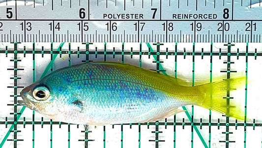 Yellowback Fusilier Fish YFF021101 WYSIWYG Size: M 3.25" approx