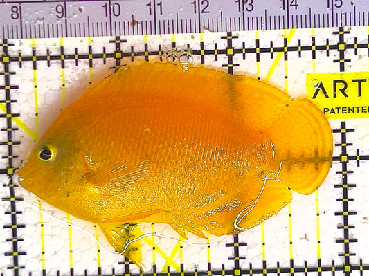 Herald's Angelfish HA042401 WYSIWYG Size: L 3"  approx