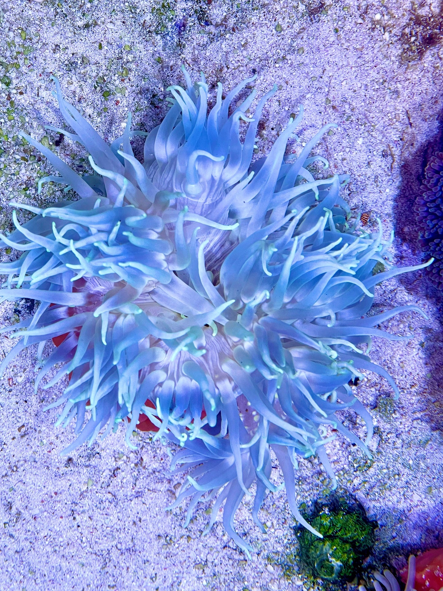 Long Tentacle Anemone Size XL: 9" to 11"