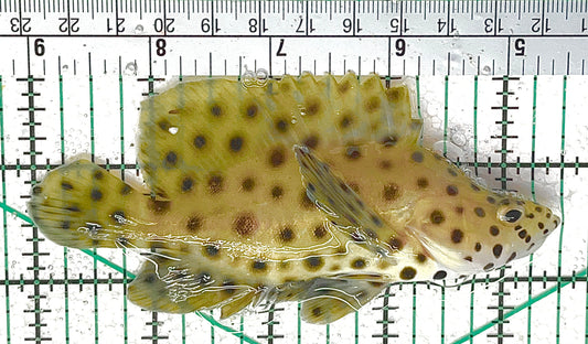 Panther Grouper PG012603 WYSIWYG Size: L 4.5" approx