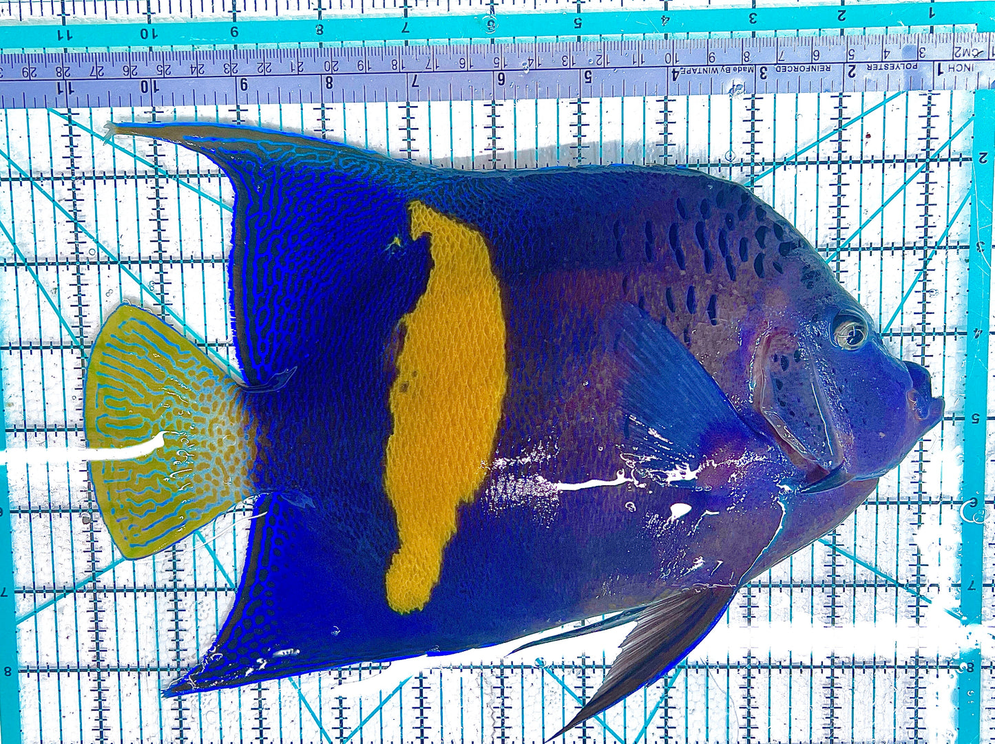 Maculosus Halfmoon Angelfish MHA042405 WYSIWYG Size: XXXL 10" approx