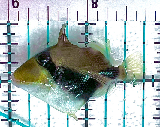 Rectangle Triggerfish RT050602 WYSIWYG Size: S 1.75" approx