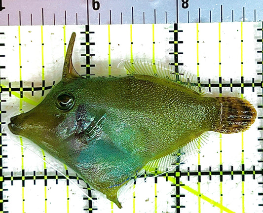 Red Tail Filefish RTF042802 WYSIWYG Size: M 3" approx