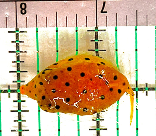 Yellow Polka Dot Boxfish YPDB051207 WYSIWYG Size: Tiny 1.5" approx