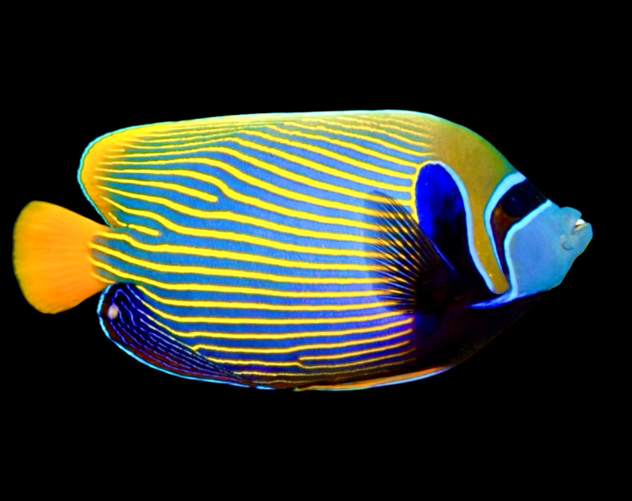 Rare Oman Orangetail Emperor Angelfish Adult Size: XXXL/SHOW 9" and Above