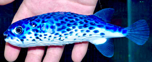 Rare Blue Pelagic Porcupine Puffer (Deepwater) Size: Tiny 2" and Below