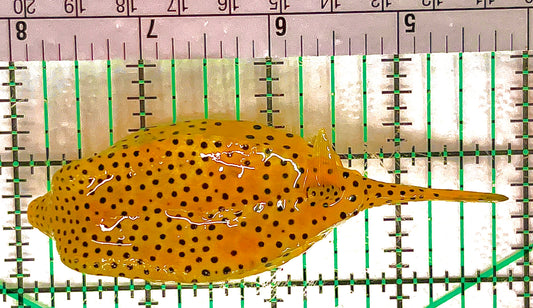 Yellow Polka Dot Boxfish YPDB051203 WYSIWYG Size: L 4" approx