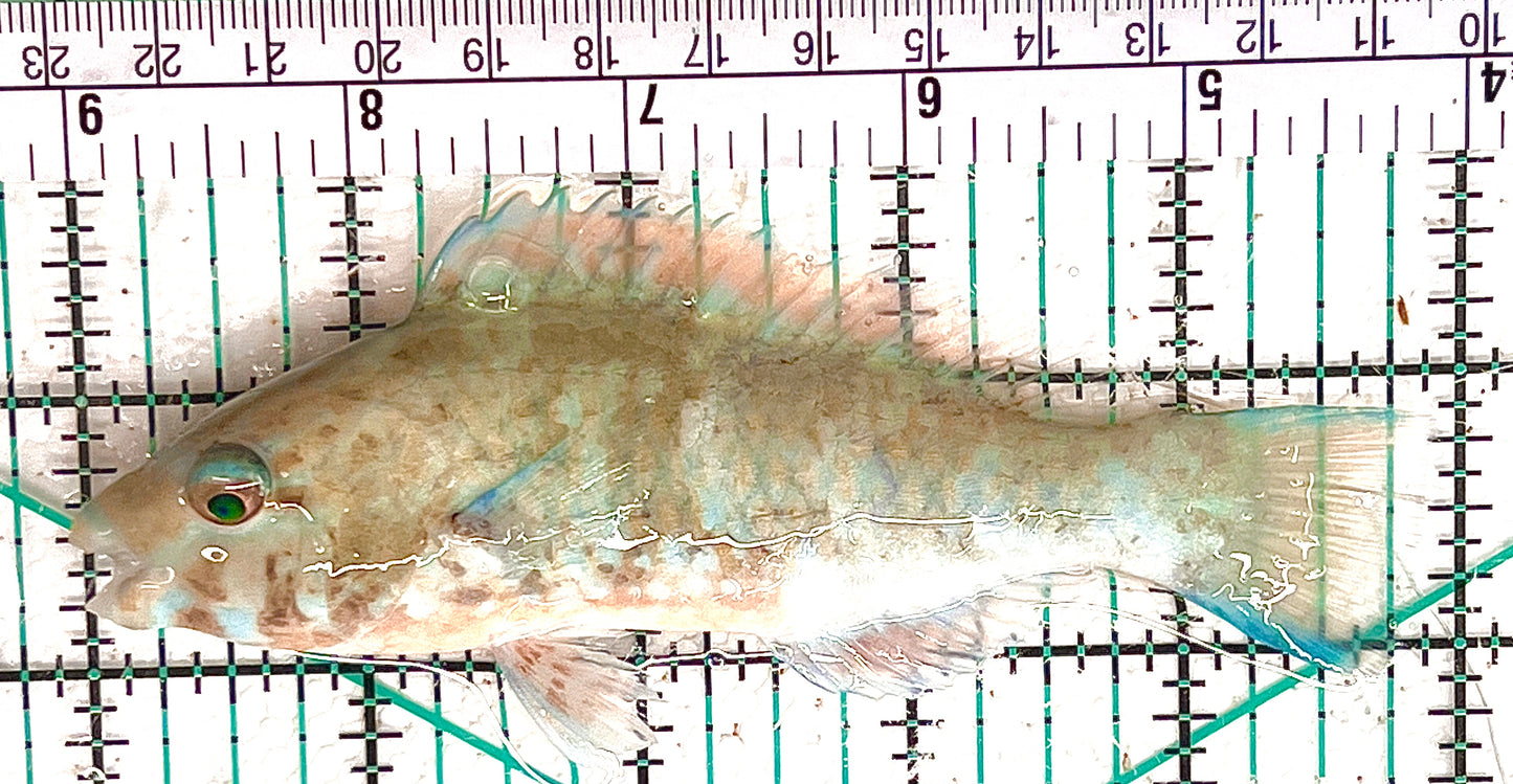 Oman Dhofar Parrotfish ODP042401 WYSIWYG Size: L 4.75" approx
