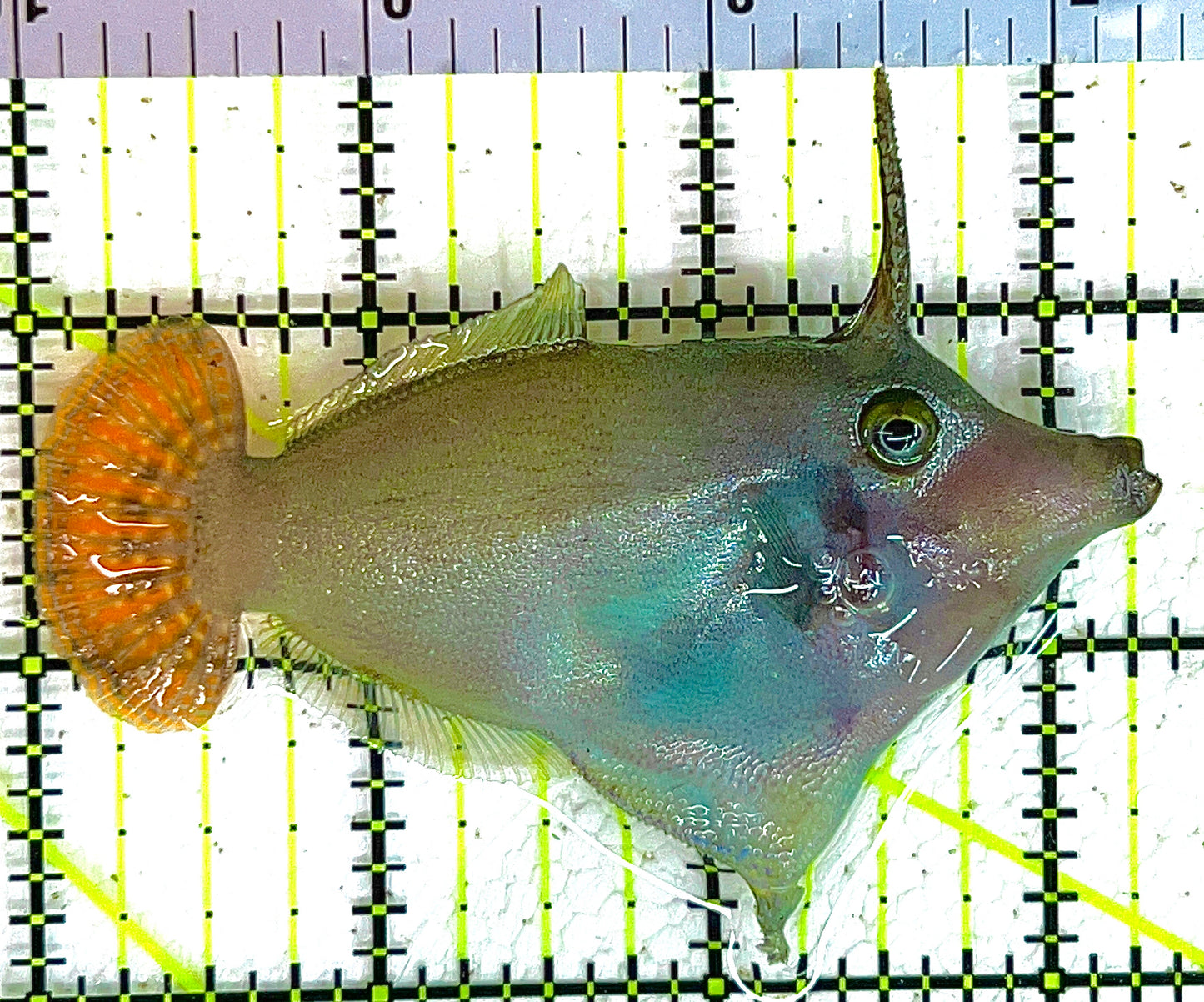 Red Tail Filefish RTF042801 WYSIWYG Size: L 3.25" approx