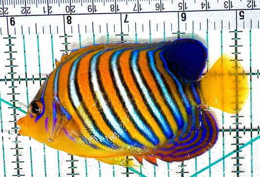Regal Angelfish (Maldives) RA051102 WYSIWYG Size: M 4.25" approx