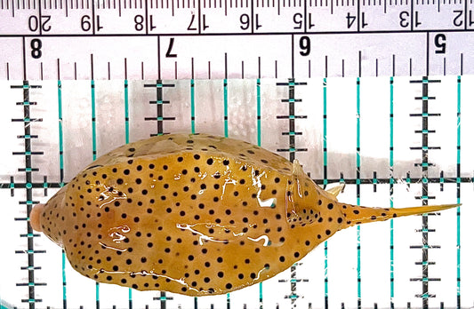 Yellow Polka Dot Boxfish YPDB051201 WYSIWYG Size: L 3" approx