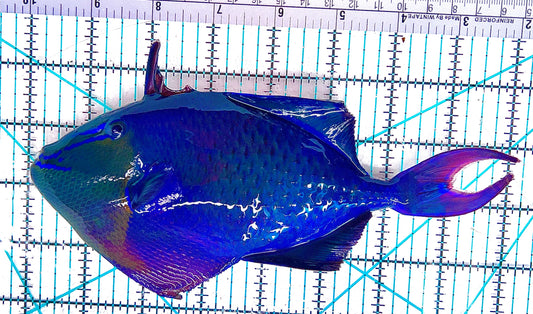 Niger Triggerfish NT051201 WYSIWYG Size: XXXL 8" approx