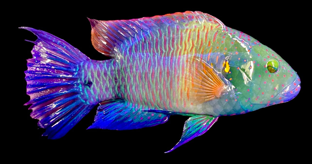 Oman special Grade Broomtail Wrasse Size: XXXL / SHOW SIZE 17" to 20"