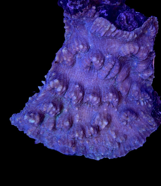 Purple Mycedium Chalice Colony MCC031703 WYSIWYG Size: 3" X 4"