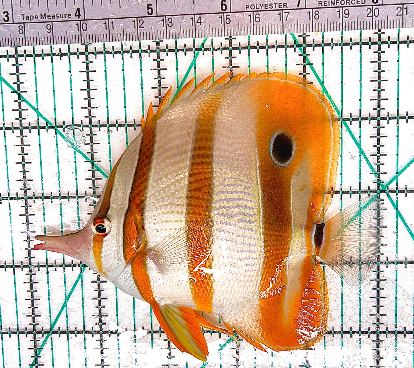 Copperband Butterflyfish CB050601 WYSIWYG Size: L 5" approx