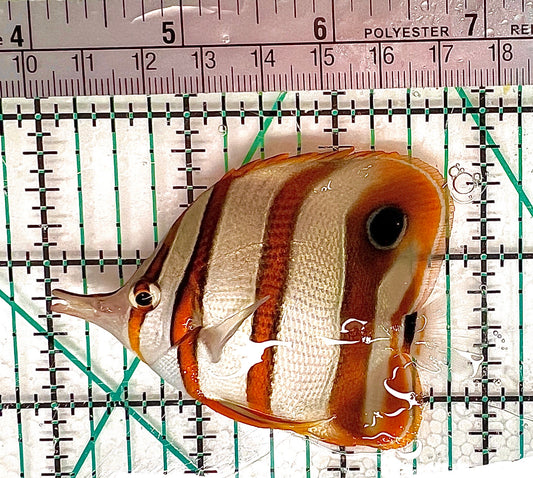 Copperband Butterflyfish CB050604 WYSIWYG Size: M 3" approx