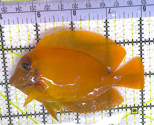 Yellow Mimic Tang YMT032701 WYSIWYG Size: L 4" approx