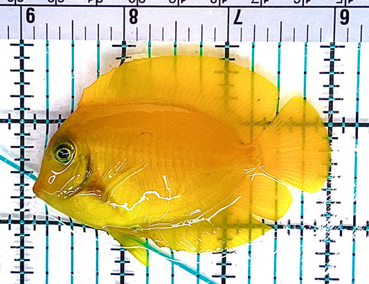 Yellow Mimic Tang YMT051203 WYSIWYG Size: M 3" approx